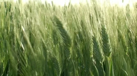 Green wheat ears at spring on field Stock Footage 617316