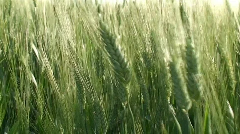 Green wheat ears at spring Stock Footage 119579