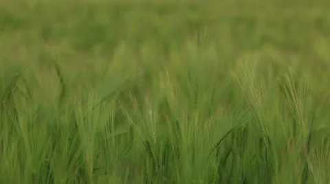 Green wheat ears at spring Video stock 37742708