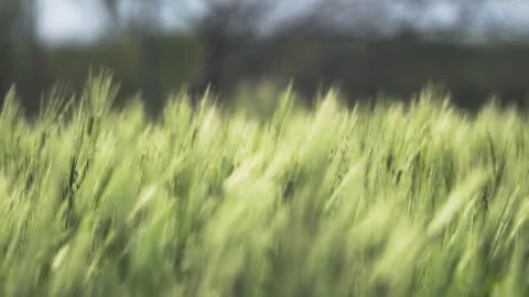 Green wheat ears sway across farmland in soft wind - Shallow Focus and Fertile Stock Footage 339413751