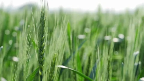 Green wheat ears sway gently in a sunny field Video stock 333817376