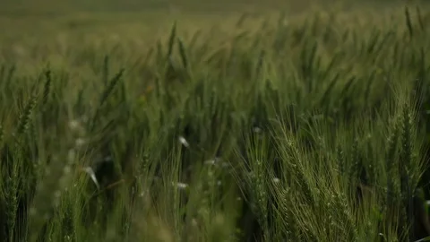 Green wheat ears sway in the wind. Camera moves through weatfield. Handheld shot Vidéo 76988694