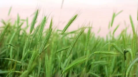Green wheat ears sway in the wind in field Video stock 333835032