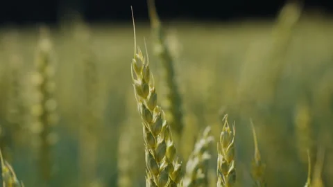 Green wheat ears swaying in the field Video stock 339730477