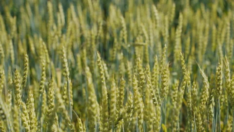 Green wheat ears swaying gently in the summer wind Video stock 339644990