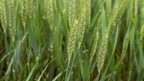 Green wheat ears swaying in the wind Vídeo Stock 308913286