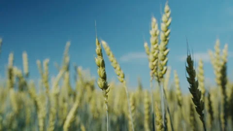 Green wheat ears swaying in the wind against a blue sky Видео 339580911