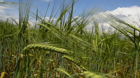 Green Wheat Ears Swinging Stock Footage 90302110