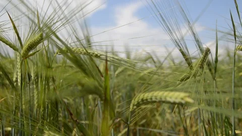 Green Wheat Ears Swinging Stock Footage 90302228