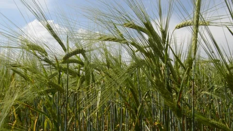 Green Wheat Ears Swinging Stock Footage 90302640