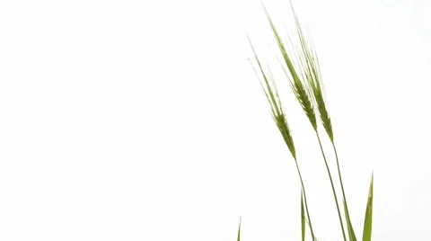 Green wheat ears under bright cloudy sky Stock Footage 59779508