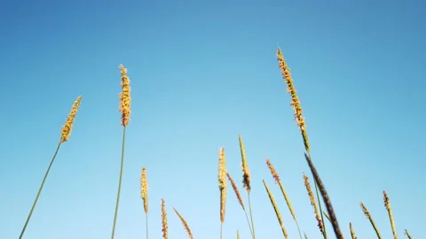 Green wheat ears in the wind and blue sky background Stock Footage 237333495