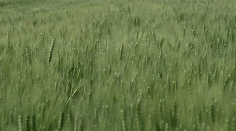 Green wheat on faith Stock Footage 50228944
