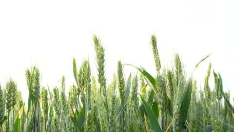 Green wheat in farm fields Stock Footage 154098196