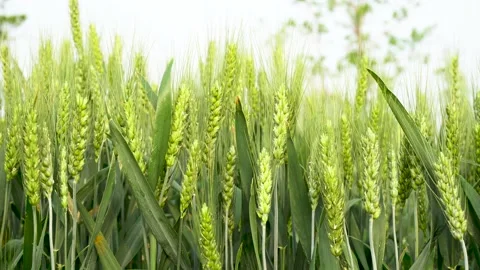 Green wheat in farm fields Stock Footage 154098214