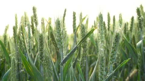 Green wheat in farm fields Stock Footage 154098285