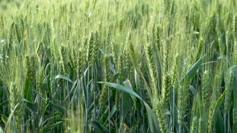 Green wheat in farm fields Stock Footage 154098314