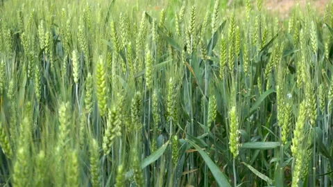 Green wheat in farm fields Stock Footage 154098315