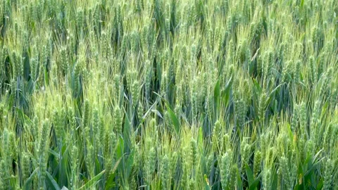Green wheat in farm fields Stock Footage 154098605