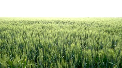 Green wheat in farm fields Stock Footage 154098620