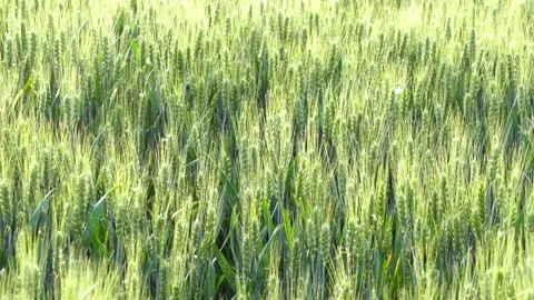 Green wheat in farm fields Stock Footage 154099098