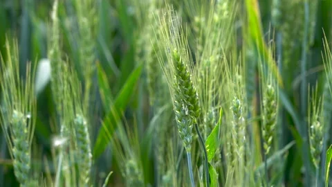 Green wheat in farm fields Stock Footage 154099220