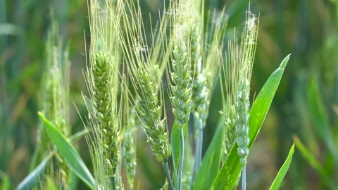 Green wheat in farm fields Stock Footage 154099252