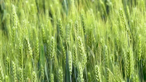 Green wheat in farm fields Stock Footage 154099255