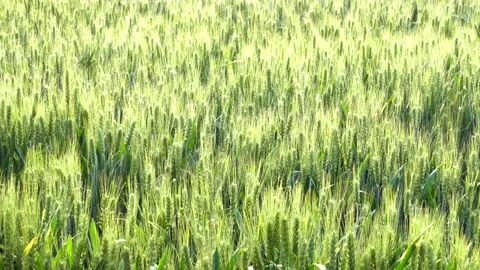 Green wheat in farm fields Stock Footage 154099259
