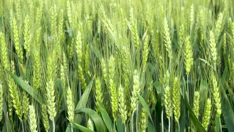 Green wheat in farm fields Stock Footage 154099274