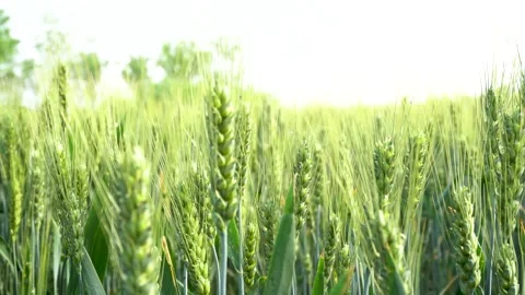 Green wheat in farm fields Stock Footage 154099871