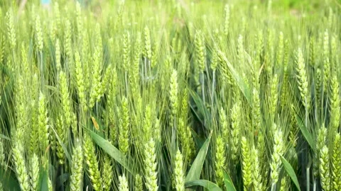 Green wheat in farm fields Stock Footage 154099970