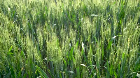Green wheat in farm fields Stock Footage 154099977