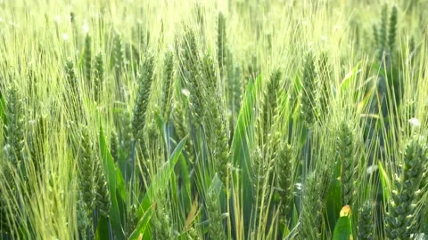 Green wheat in farm fields Stock Footage 154099992