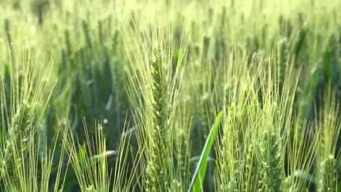 Green wheat in farm fields Stock Footage 154099993