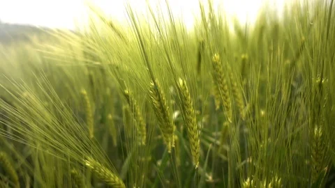 Green Wheat Field 1 Stock Footage 108006196