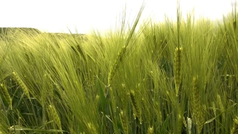 Green Wheat Field 2 Stock Footage 108006748