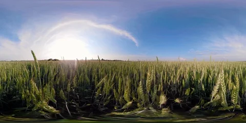 Green wheat field 360VR Stock Footage 94376359