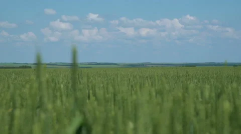 Green Wheat Field 6 Stock Footage 64769623