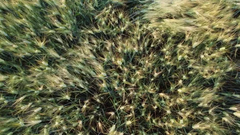 Green wheat field from above Stock Footage 255451578