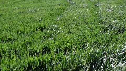 Green wheat field with abstract waves formed by the air Stock Footage 112626536