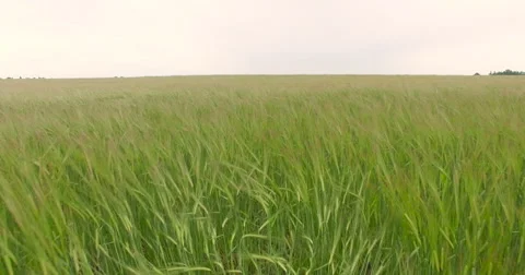Green wheat field aerial view Stock Footage 64921101