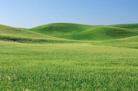 Green wheat field and blue sky in the Palouse Region near Colfax in Whitman Stock Photos
