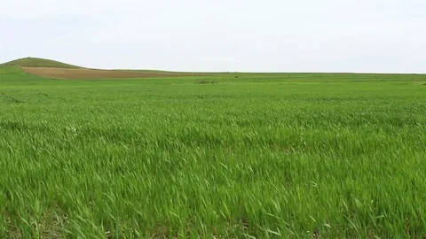 Green wheat field and clouds HD 1080 Stock Footage 108099528