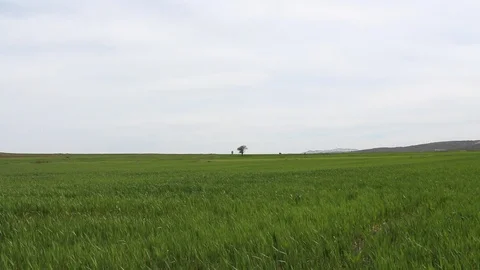 Green wheat field and clouds HD 1080 Stock Footage 108099619