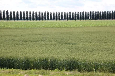 Green wheat field and trees in horizon Stock Photos