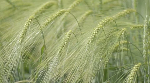 Green wheat field and windy weather Stock-Footage 7769187