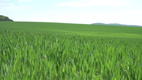 Green wheat field on a background of mountains Vídeo Stock 75825017