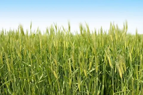 Green wheat field background Stock Photos