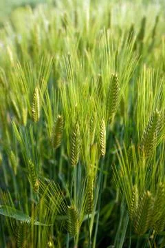 Green wheat field background Stock Photos